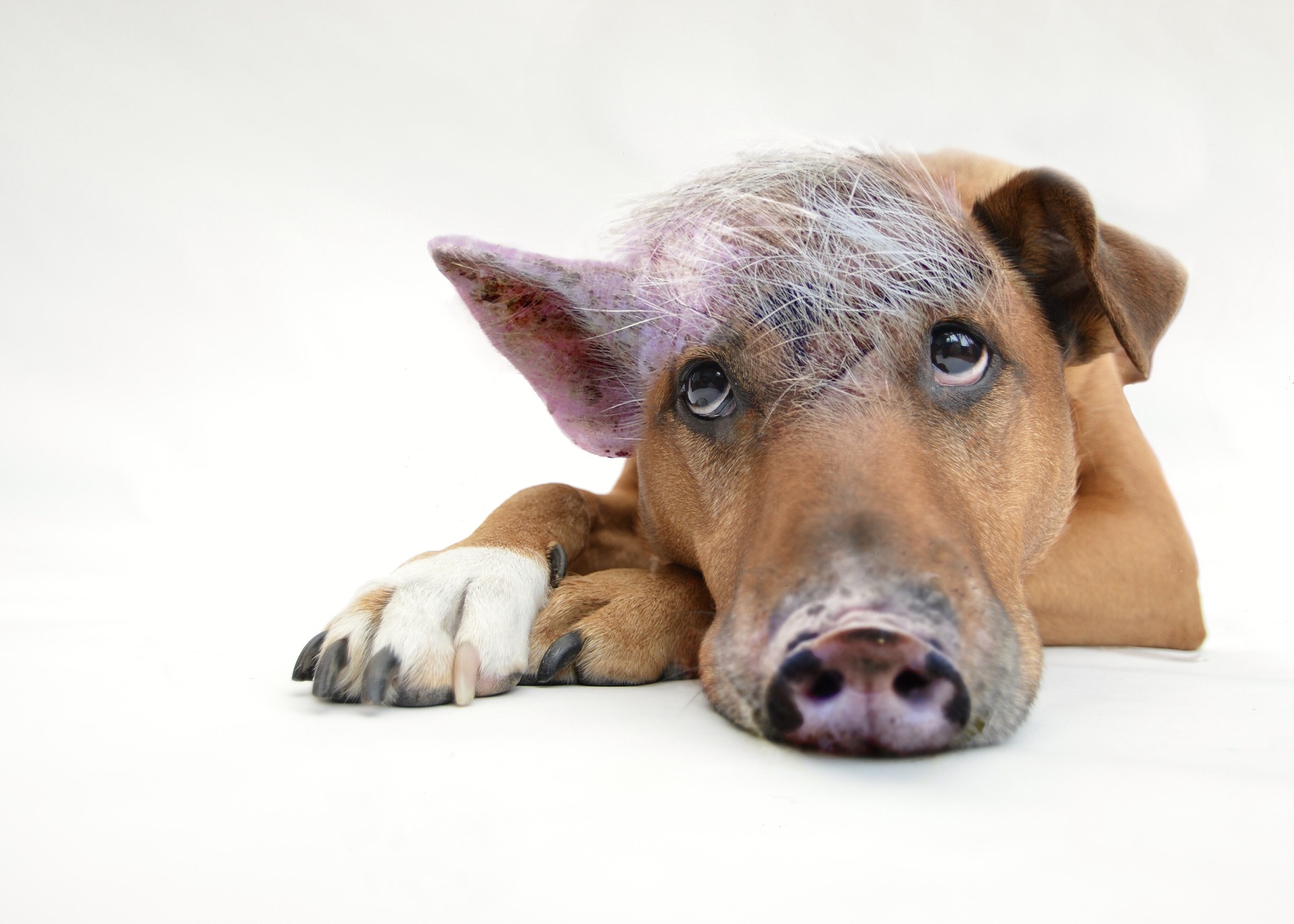 Schweinehund Schweinehund