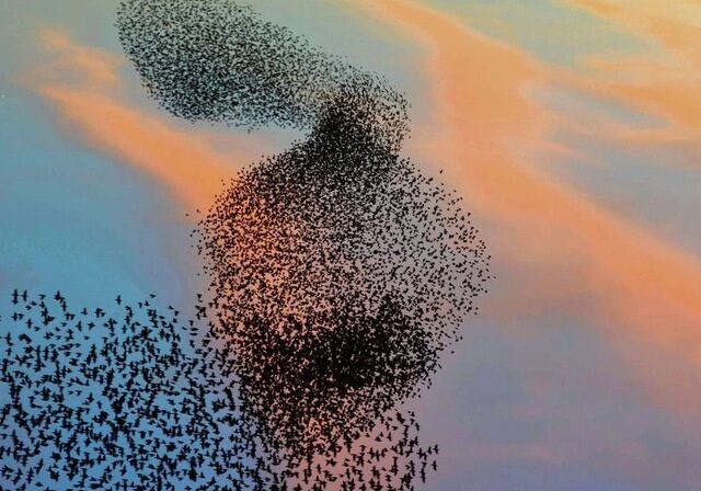 Photo Swarm